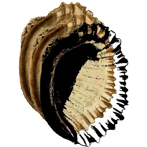 Knobbed conch shell
