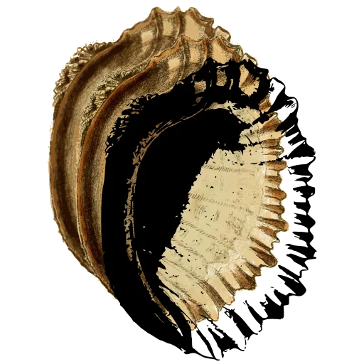 Knobbed conch shell