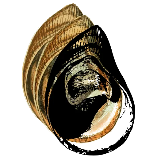 Broad-mouthed shell