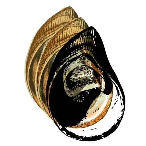 Broad-mouthed shell