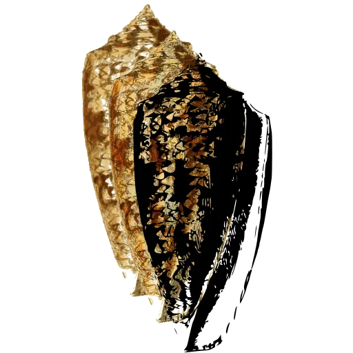 Speckled cone shell
