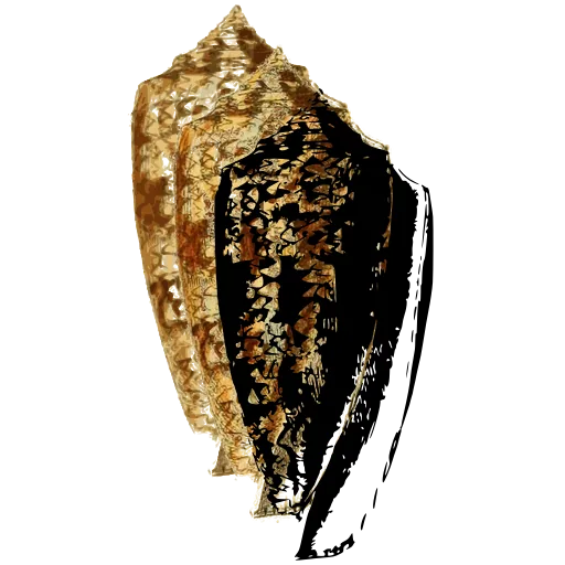 Speckled cone shell