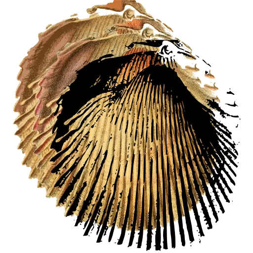 Ribbed fan shell