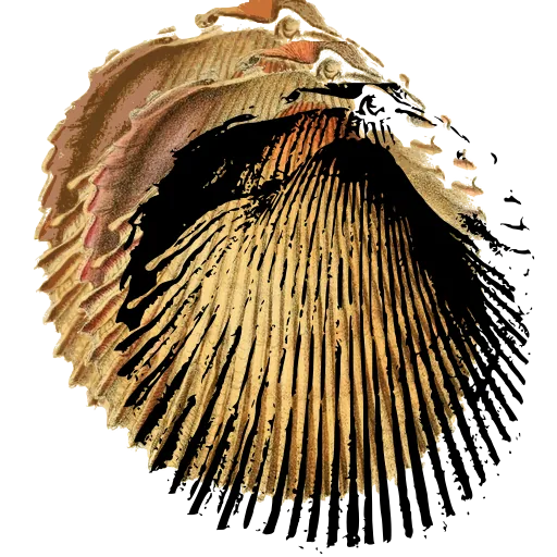 Ribbed fan shell