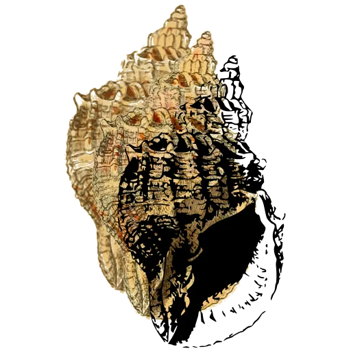 Knotted murex shell