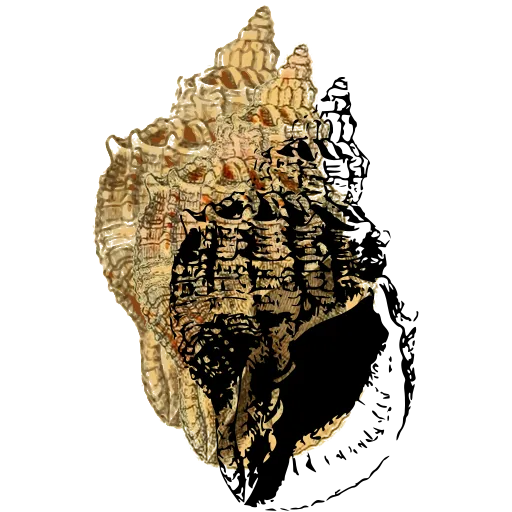 Knotted murex shell