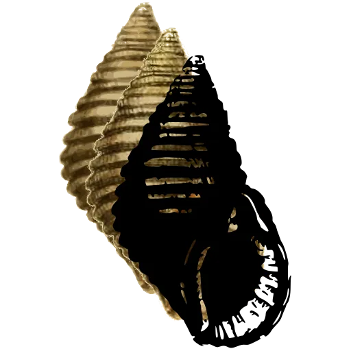 Ribbed spire shell