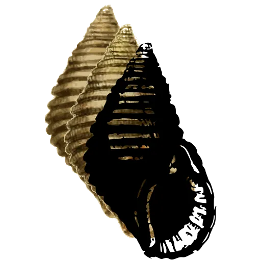 Ribbed spire shell