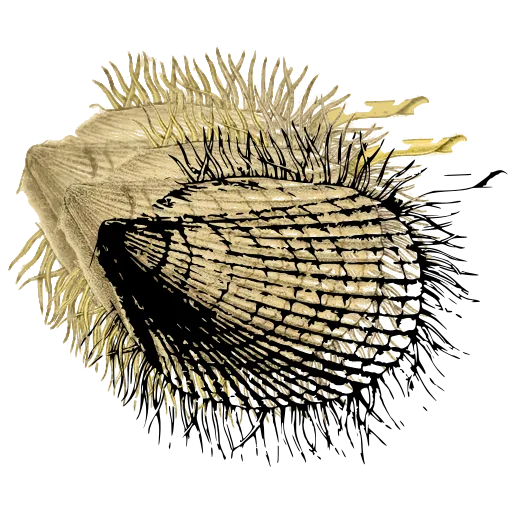 Bristled shell