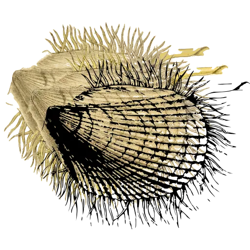 Bristled shell