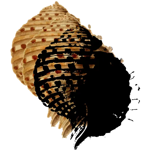 Banded whelk shell