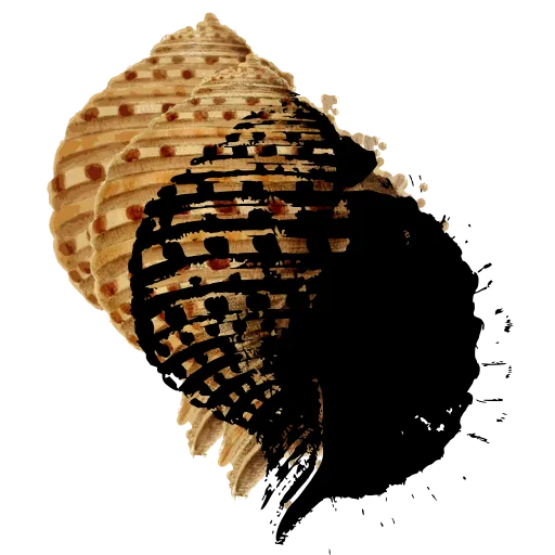 Banded whelk shell
