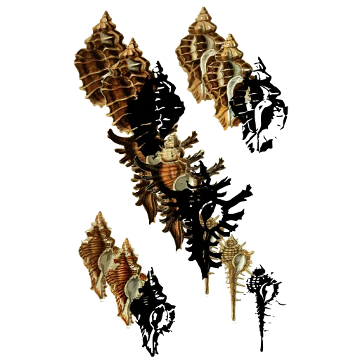 Murex shells 01
