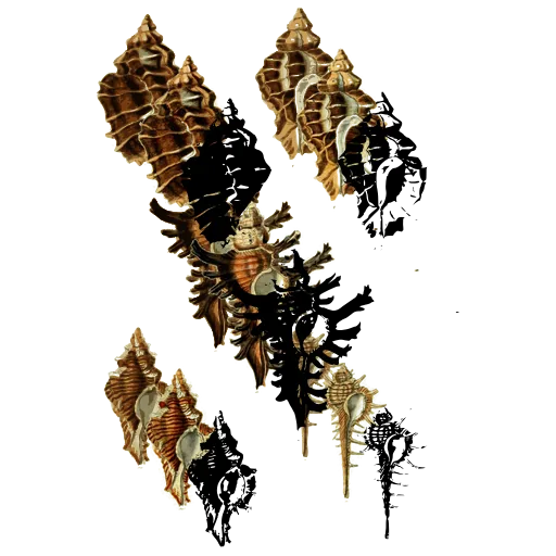 Murex shells 01