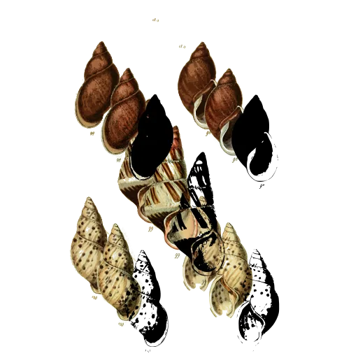Spotted whelk shells