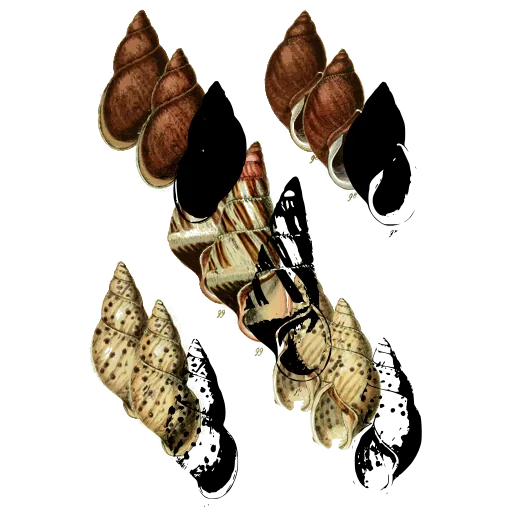 Spotted whelk shells