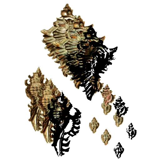 Spiny murex shells