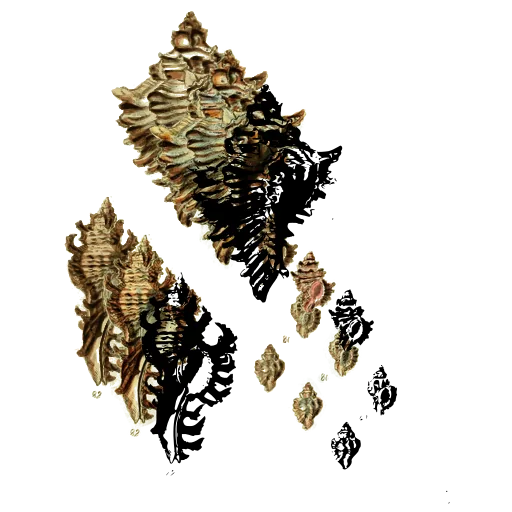 Spiny murex shells