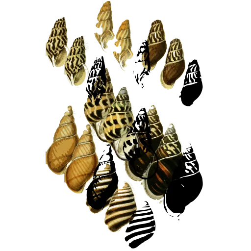 Ribbed whelk shells 01