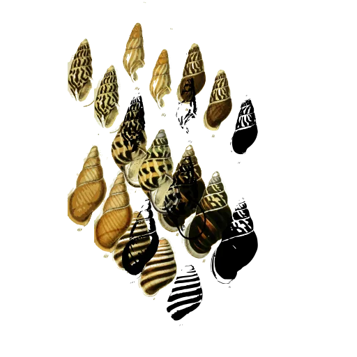Ribbed whelk shells 01