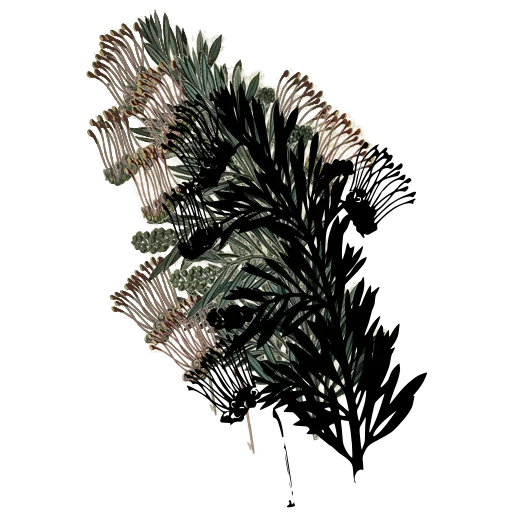Grevillea branch with brush flowers