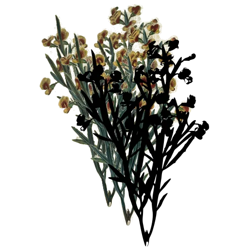 Tufted plant with open flowers