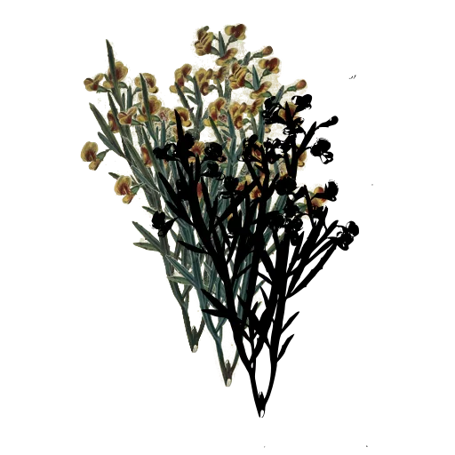 Tufted plant with open flowers