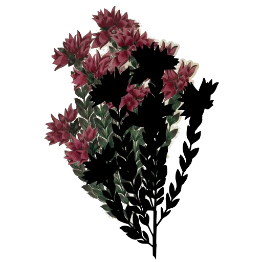 Stem with spiky star flowers