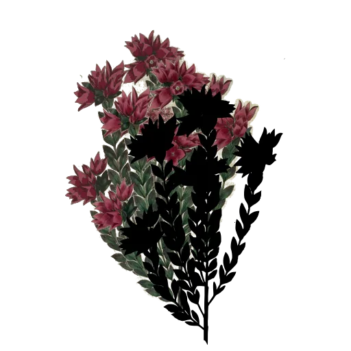 Stem with spiky star flowers