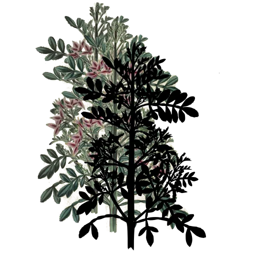 Pinnate-leaved plant with small flowers