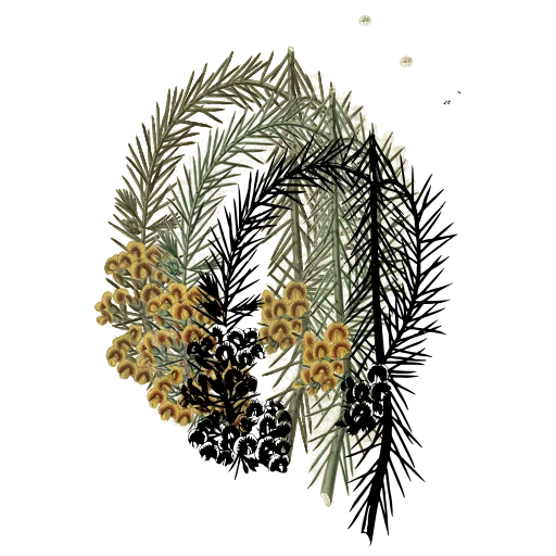 Bottlebrush stem with needle leaves