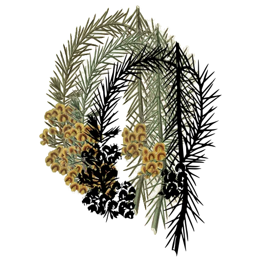 Bottlebrush stem with needle leaves
