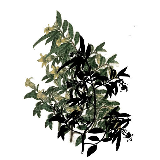 Branch with tubular flowers
