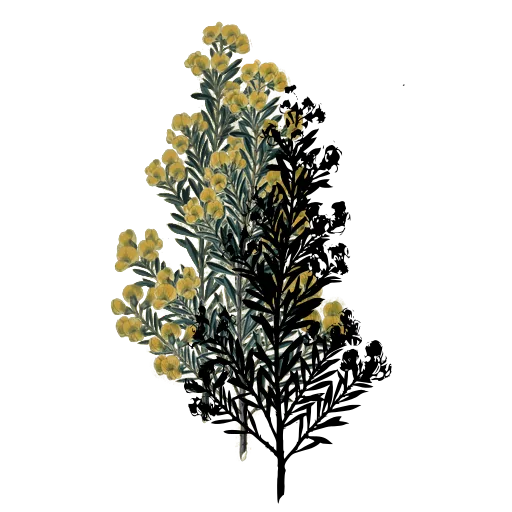Narrow-leaved shrub in flower