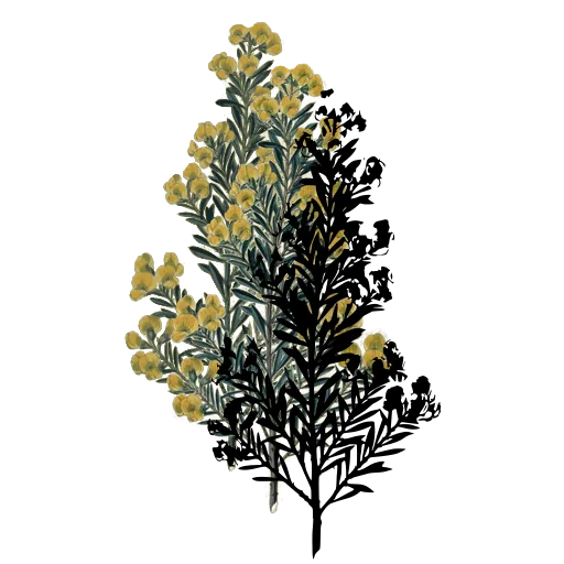 Narrow-leaved shrub in flower