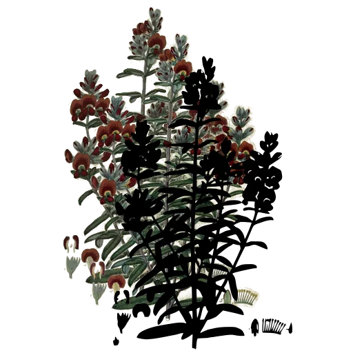 Leafy stem with flower clusters