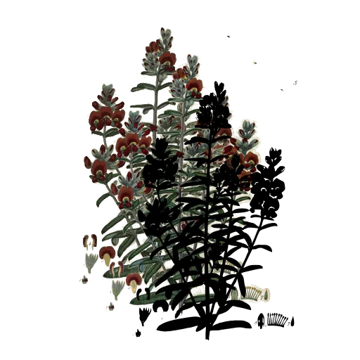 Leafy stem with flower clusters