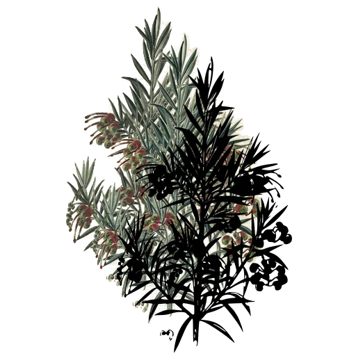 Needle-leaved shrub with flower spike