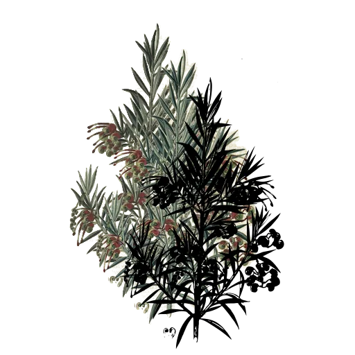 Needle-leaved shrub with flower spike