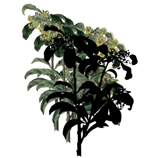 Broad-leaved branch with open flowers