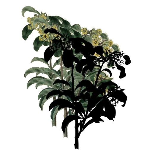 Broad-leaved branch with open flowers