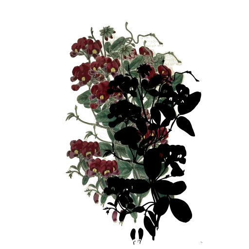 Twining pea plant with leaflets