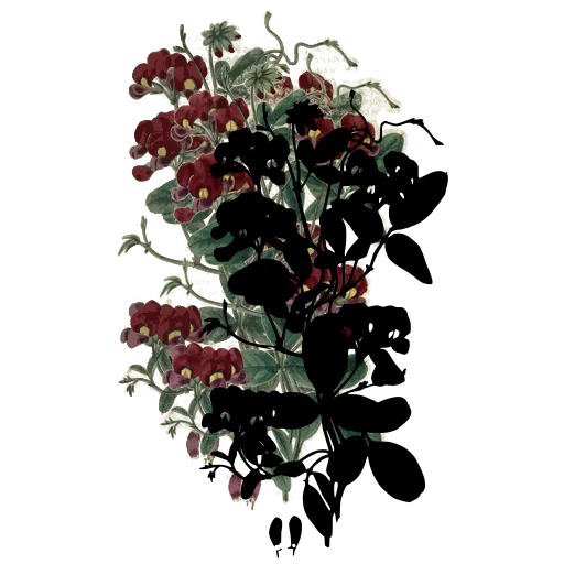 Twining pea plant with leaflets