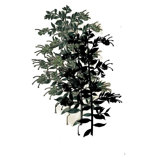 Leafy stem with small flowers