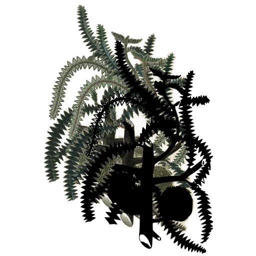 Banksia branch with cone