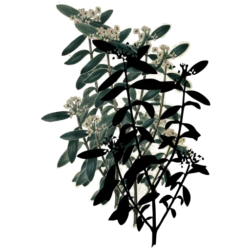 Branch with paired oval leaves