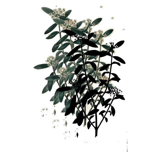 Branch with paired oval leaves