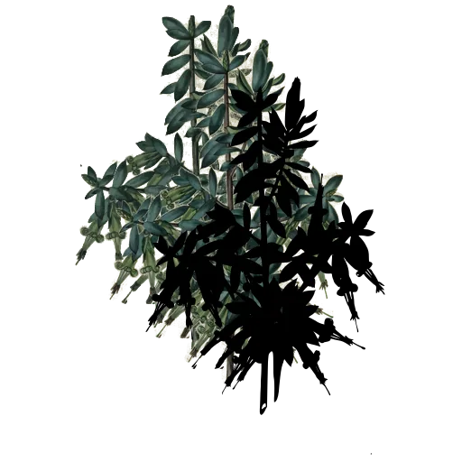 Star-leaved spray with flowers