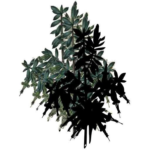 Star-leaved spray with flowers