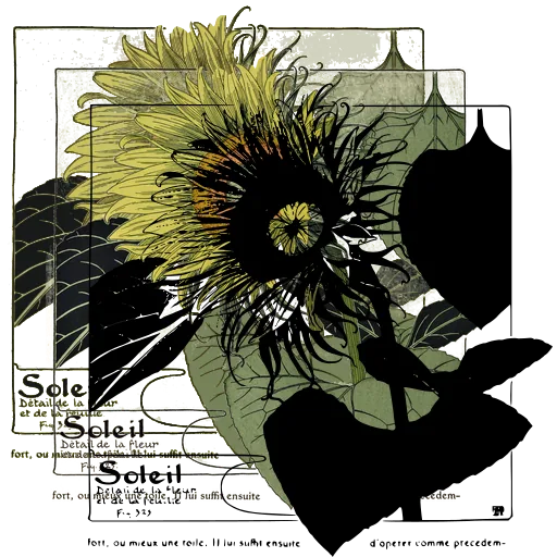 Sunflower study 01